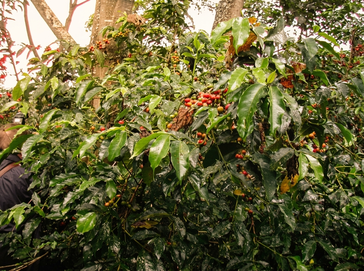 Üppiger Kaffeestrauch im natürlichen Schattenwald